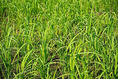 音乐游戏《最终幻想：节奏剧场》现已登录PS和Switch